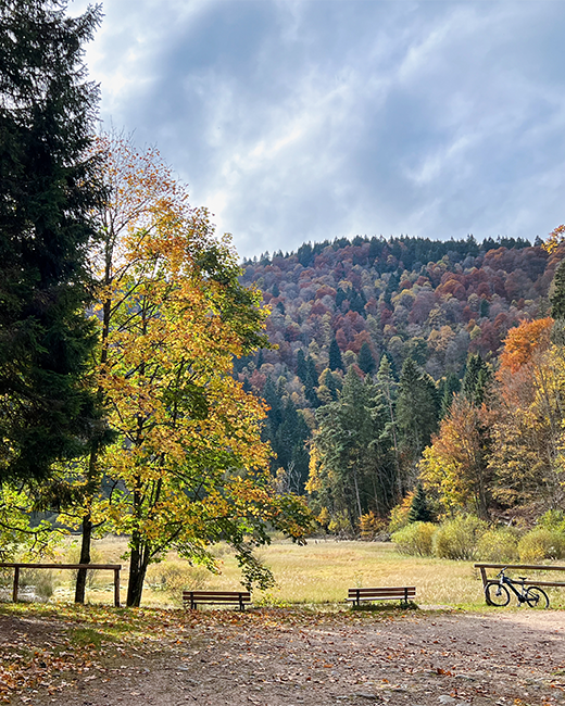 Balade nature autour du gîte, entre montagnes et forêts